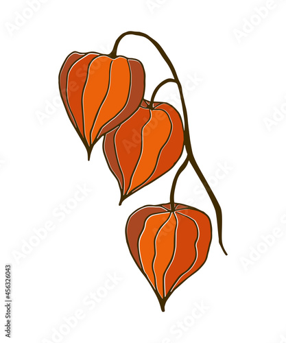 Winter cherry. A branch of physalis consisting of three orange flowers isolated on white.