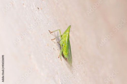 European lantern fly, Dictyophara europaea, posed on a concrete wall. High quality photo