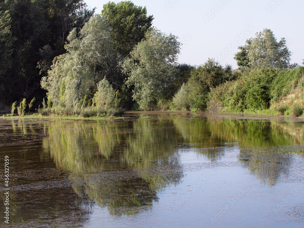 Trees and Spontaneous Green Vegetation near a Pond and Reflections in the Water Mirror Trees and Spontaneous Green Vegetation near a Pond and Reflections in the Water Mirror