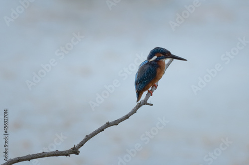Splendid Exemplary with Beautiful Colors of Common Kingfisher, Alcedo atthis, on a Thin Branch