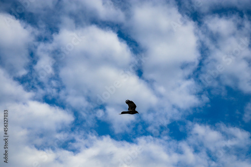 bird in the sky