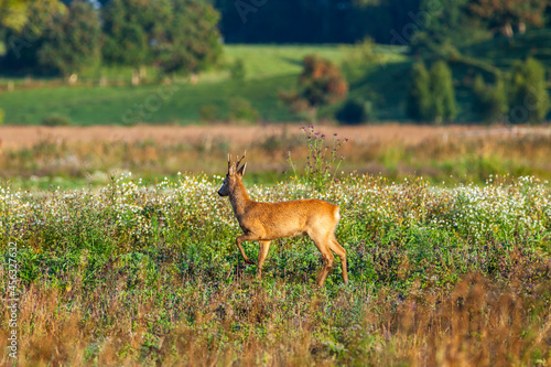 Roe deer on a meadow looking away