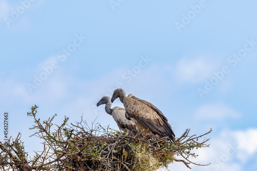 Two White-backed vultures on a nest