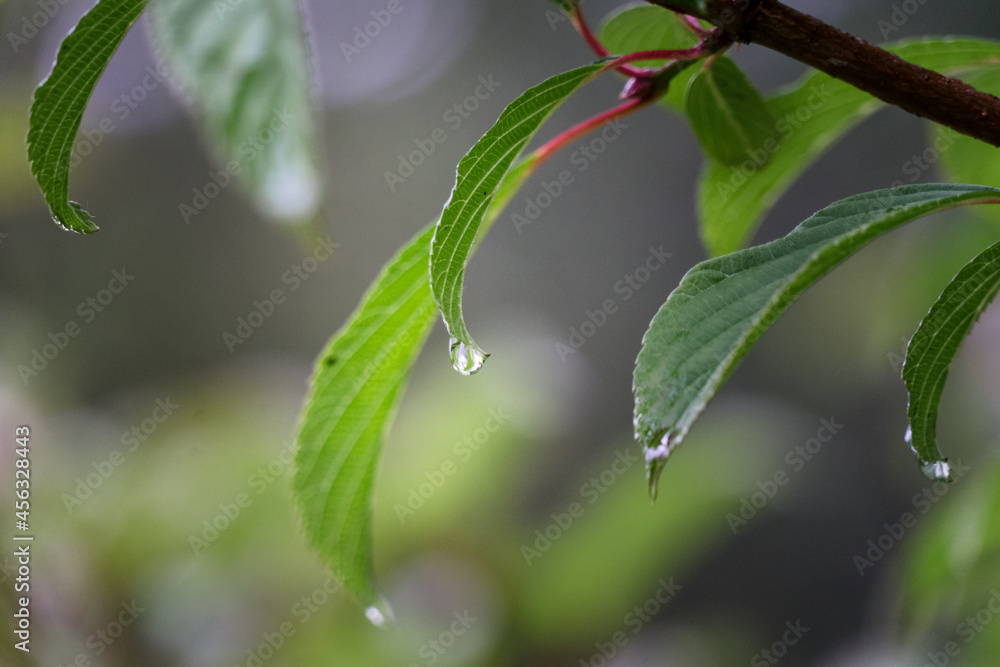 Obraz premium Raindrops pearling from cherry tree leaves on a rainy day