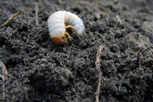 A close-up of a white fat grub with an orange head and six orange legs dug out from the ground photo
