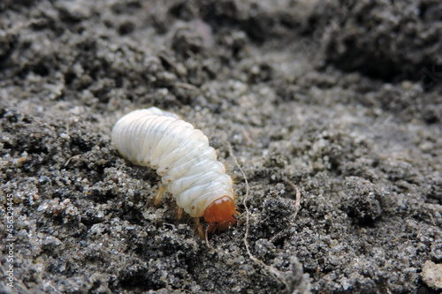 Quadro em tela A close-up of a white fat grub with an orange head and six orange legs dug out f