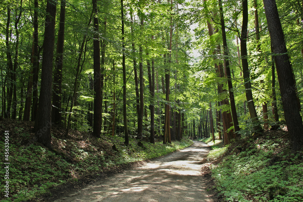 Fototapeta premium Weg durch einen Buchenwald bei Sonnenschein