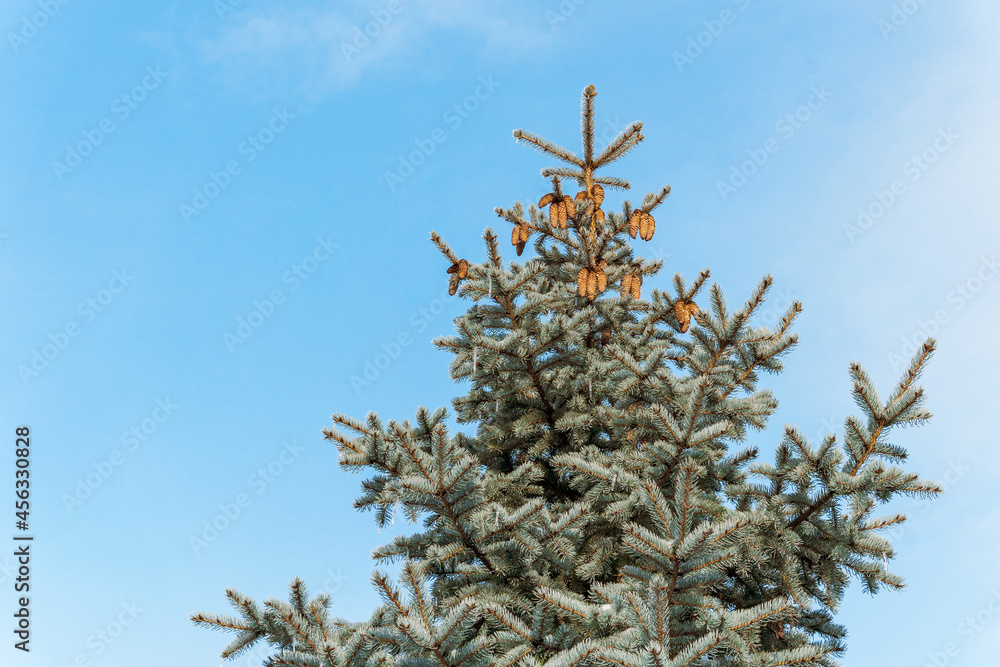spruce branches covered with a thin layer of ice in the sun against the blue sky
