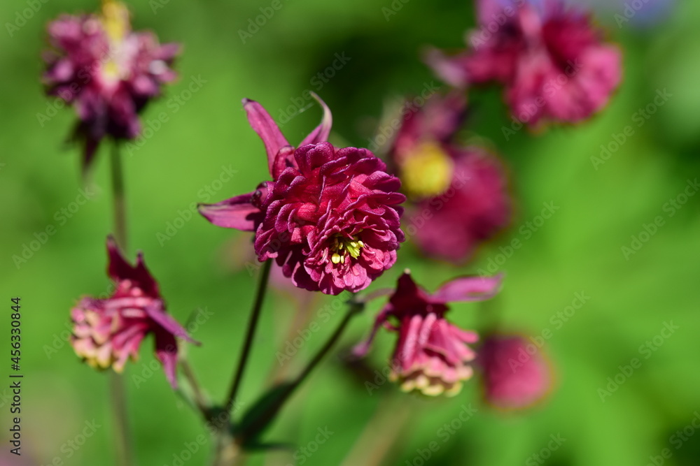Dark red aquilegia against a green blurred background Dark red aquilegia against a green blurred background