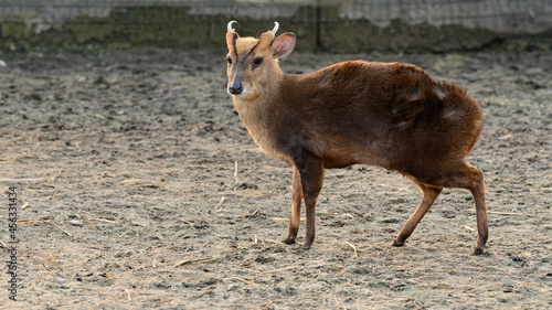 Small Chinese muntjaki in a zoo, an animal with small horns. photo