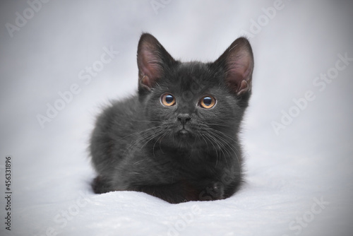 portrait of a black kitten 