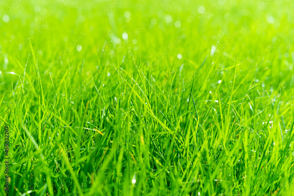Fototapeta premium Juicy lush green grass on meadow with drops of water dew in morning light. Beautiful artistic image of purity and freshness of nature, copy space. Shallow depth of field.