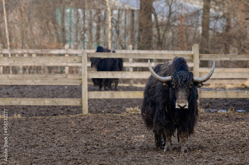 Tibetan yak in a zoo, herbivorous and large animal with horns. photo