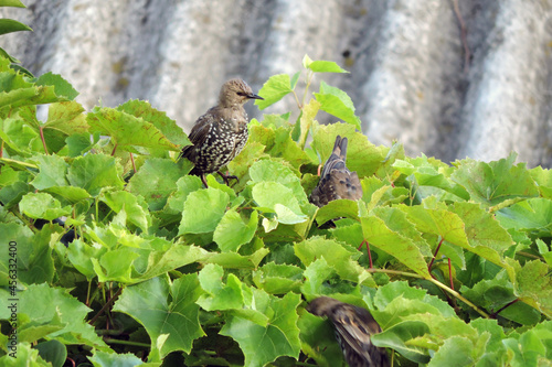 A flock of molting young brown, black and white starlings eating grapes, a roof made of asbestos-cement sheets in the background