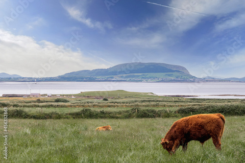 Brown cows in a green field, Atlantic ocean and Knocknarea hill in the background. County Sligo, Ireland. Cloudy sky. Rural area. Irish nature landscape photo