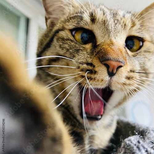 portrait of a cat