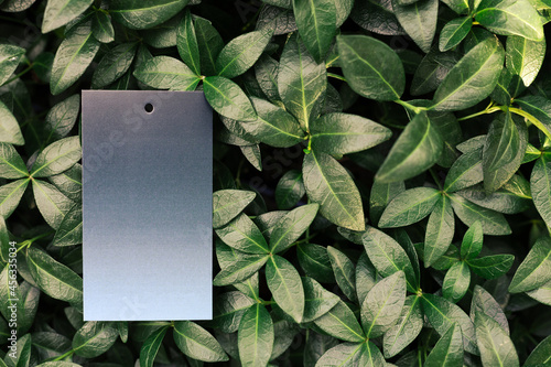 creative layout composition frame made of green periwinkle leaves with a beautiful texture with green card note or tag for clothes, flat lay and copy space. 