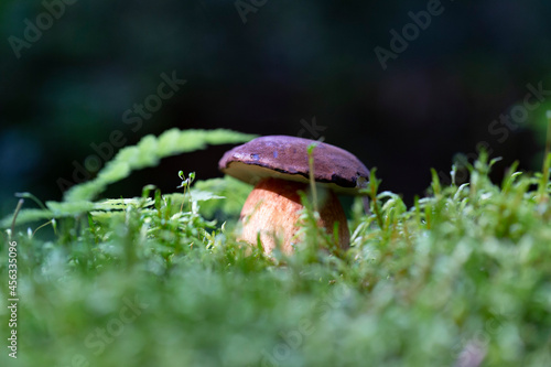 Imleria badia - edible mushroom. Fungus in the natural environment. example of bay bolete - Imleria badia, syn.: Boletus badius, Xerocomus badius. 
