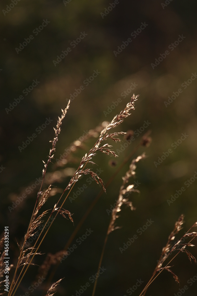 grass in the wind grass in the wind