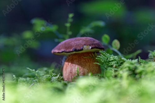 Imleria badia - edible mushroom. Fungus in the natural environment. example of bay bolete - Imleria badia, syn.: Boletus badius, Xerocomus badius. 