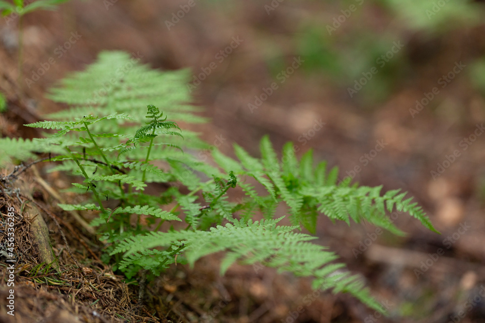 Dryopteris carthusiana (narrow buckler-fern) is a species of fern of the family Dryopteridaceae. Dryopteris carthusiana (narrow buckler-fern) is a species of fern of the family Dryopteridaceae.