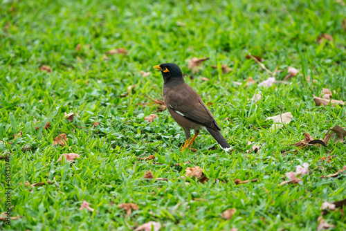 Common Myna © pichaitun