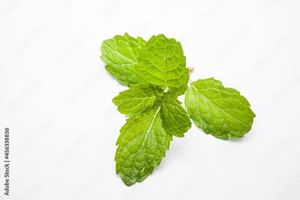 mint leaves mint leaves