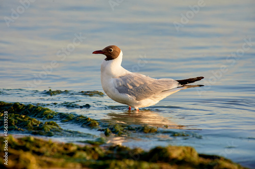 A seagull stands in the water on a sunny evening