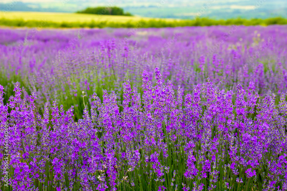 Violet lavender bloom in endless field