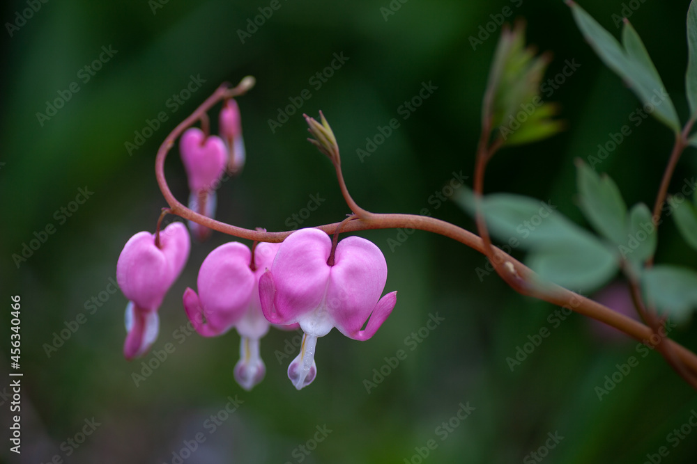 Sprig of dimentra in close-up. Blooming pink heart shaped dicentres with recently opened leaves in summer garden, Lamprocapnos spectabilis. Sprig of dimentra in close-up. Blooming pink heart shaped dicentres with recently opened leaves in summer garden, Lamprocapnos spectabilis.