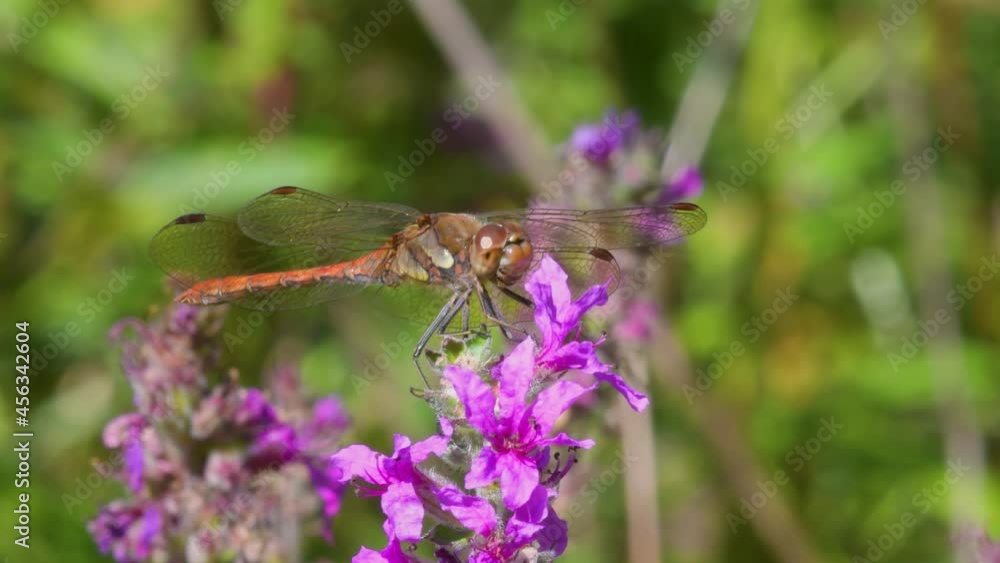 Common Darter, Sympetrum striolatum on a wild pink flower Common Darter, Sympetrum striolatum on a wild pink flower