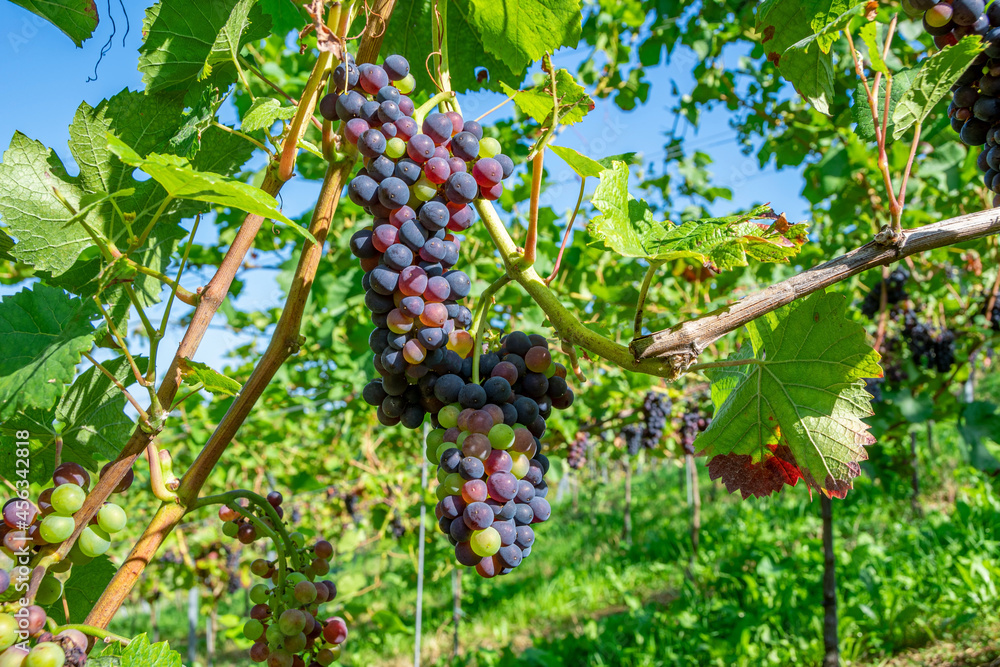 Colorful, ripe, natural, healthy grapes that are ready to be harvested or eaten