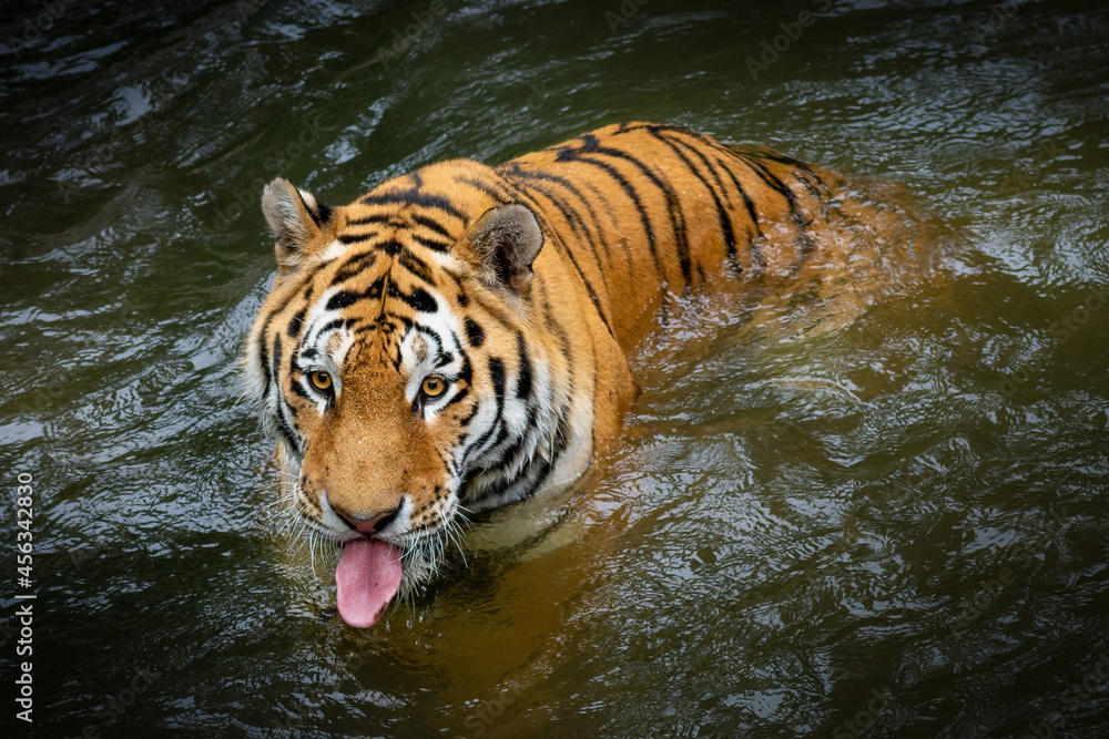 A tiger in the river with an intense gaze and a lolling tongue. A powerful and majestic predator in its natural habitat.