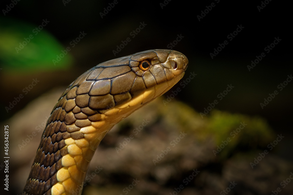 Naklejka premium Animal World - Cobra King