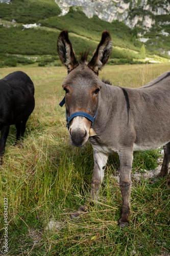 grazing donkeys in summer on the italian alps mountains