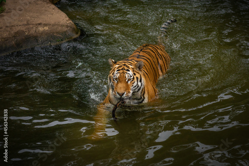 Tiger in water during hunting or playing. An imposing beast with a focused gaze and a strong body moving through the water. The wild beauty and power of nature in one shot.