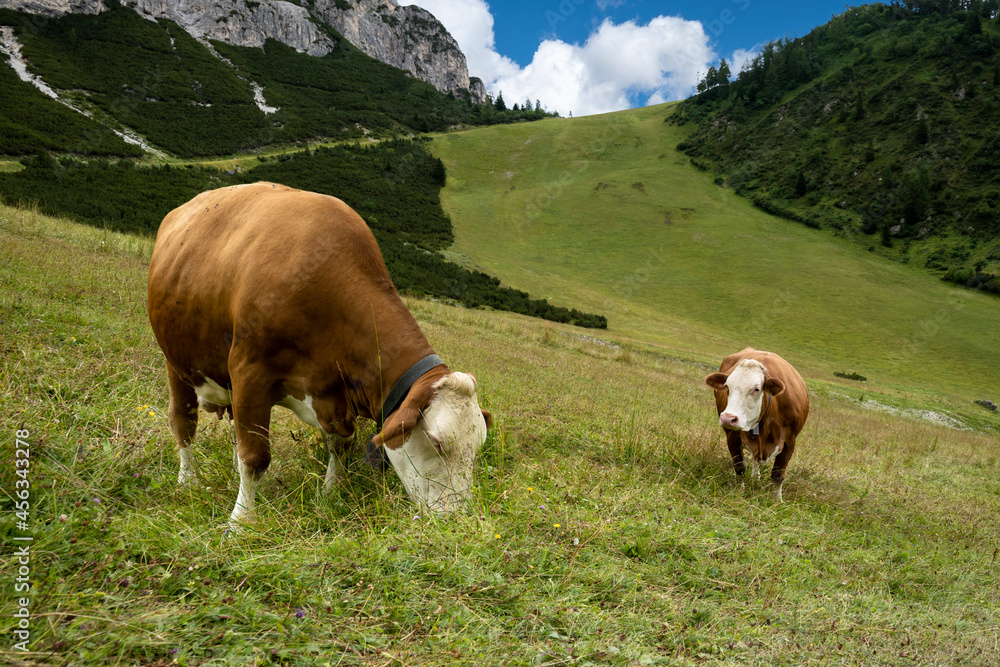 Grazing cows on the italian alps in summer