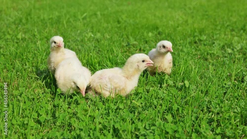 Newborn broiler chicks are walking on green grass for the first time.