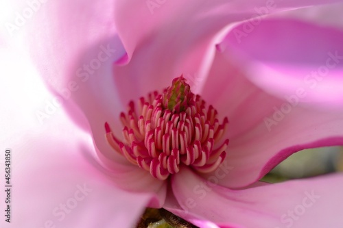 close up of a flower