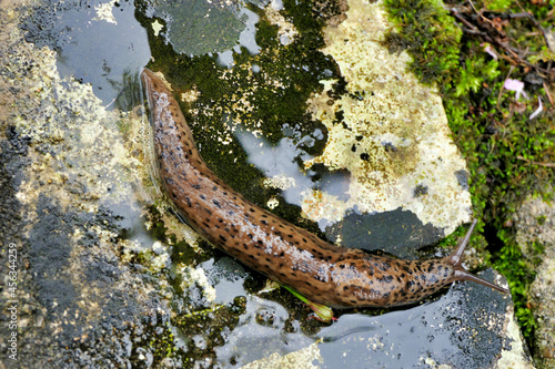 Leopard slug ( Limax maximus) crawling through a puddle along a terrace. Known to be one of the largest keeled slugs.
