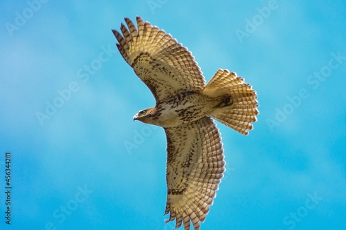eagle in flight