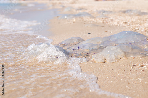 Huge jellyfish are washed by a wave on a sandy beach. Invasion of jellyfish