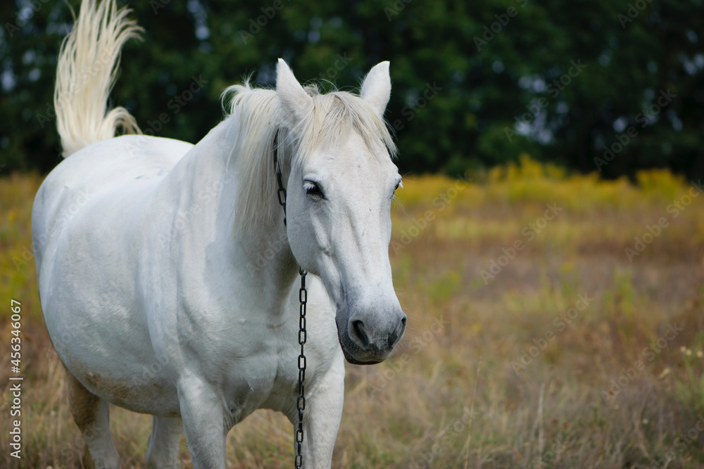 White horse. close-up portrait of a horse. beautiful horse on dry grass in the field. Arabian horse standing in an agriculture field with dry grass in sunny weather. strong, hardy and fast animal. White horse. close-up portrait of a horse. beautiful horse on dry grass in the field. Arabian horse standing in an agriculture field with dry grass in sunny weather. strong, hardy and fast animal.