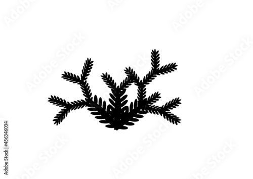 black leaf of tree isolated on white