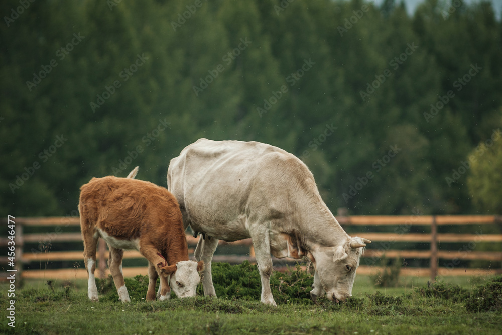 Cows grazing in summer in a meadow in the Altai Mountains