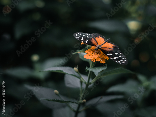 Butterfly  is flying over grass and flowers
 photo