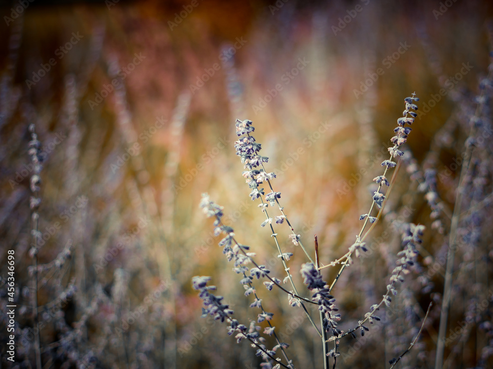 Fototapeta premium Butterfly is flying over grass and flowers