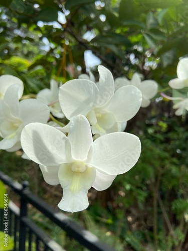white flowers in the garden