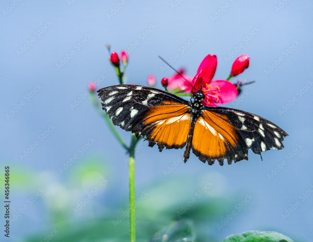 Fototapeta premium Butterfly is flying over grass and flowers 