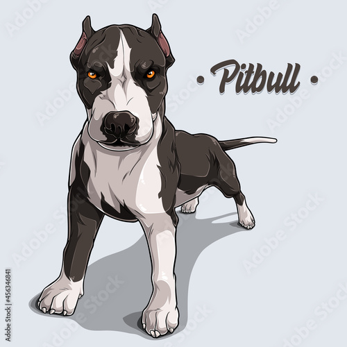 Powerful dog breed Pit Bull standing in full Length isolated on white background, hand drawn and solid colors